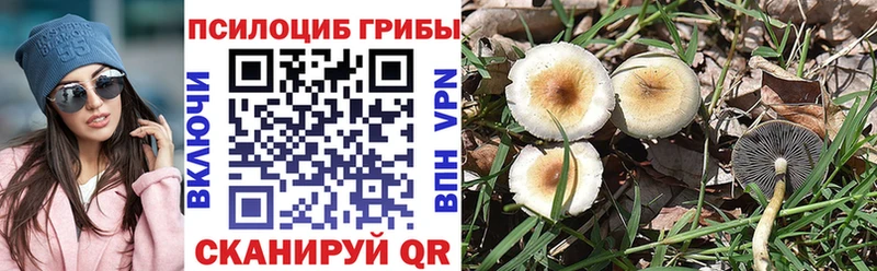 blacksprut сайт  Грязовец  Псилоцибиновые грибы Magic Shrooms 